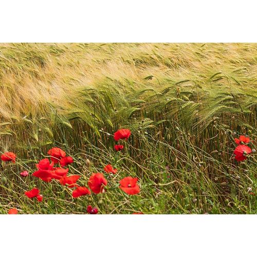 Italy-Apulia-Province of Taranto-Laterza Field of barley with poppies